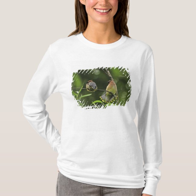 Camiseta EE. UU., Oregón, Portland. Ampelis americano macho (Anverso)