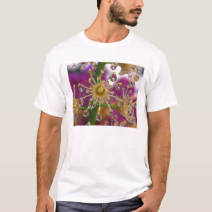 Camiseta EE. UU., Oregón, Portland. Flores de cosmos se ref
