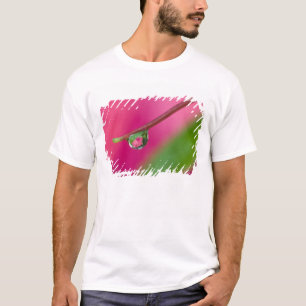 Camiseta EE. UU., Oregón, Shore Acres Gardens, gota de agua