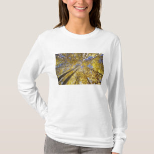 Camiseta EE. UU., Pacífico Noroeste. Árboles de álamo tembl