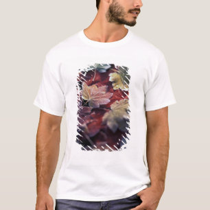 Camiseta EE.UU., Pacífico noroeste. Hojas de arce japonesa