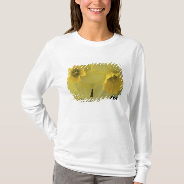 Camiseta EE.UU., Utah, Cache Valley Daffodils (Anverso)