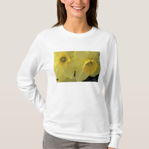 Camiseta EE. UU., Utah, narcisos de Cache Valley
