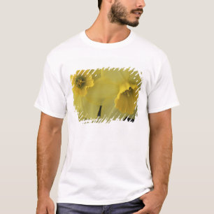 Camiseta EE. UU., Utah, narcisos de Cache Valley