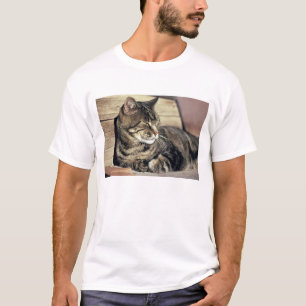Camiseta EE. UU., Utah, Parque Nacional Capitol Reef. Gato