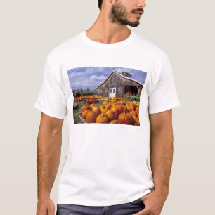 Camiseta EE. UU., Vermont, Shelbourne, Calabazas
