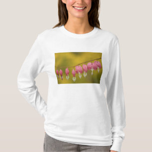 Camiseta EE. UU., Virginia, Arlington, primer plano de rosa