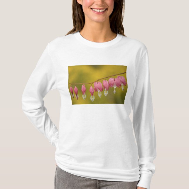 Camiseta EE. UU., Virginia, Arlington, primer plano de rosa (Anverso)