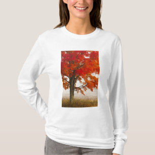 Camiseta EE. UU., Virginia Occidental, Davis. Arce rojo en