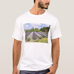 Camiseta EE.UU., WA, Sequim, Granja de lavanda de niebla pú