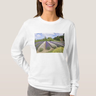 Camiseta EE. UU., WA, Sequim, Granja de lavanda Purple Haze