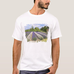 Camiseta EE. UU., WA, Sequim, granja de lavanda Purple Haze