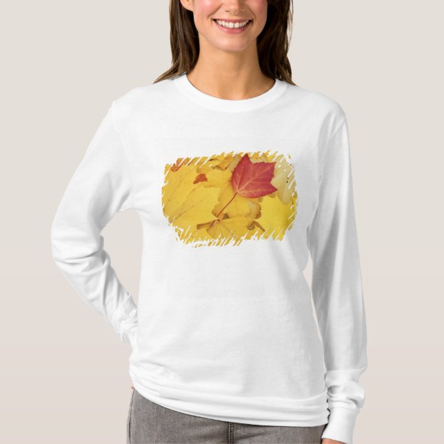 Camiseta EE. UU., Washington, Finch Arboretum, Rojo y (Anverso)