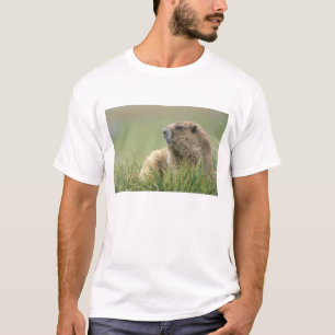Camiseta EE.UU., Washington, NP olímpico, marmota olímpica