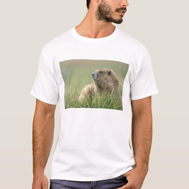 Camiseta EE.UU., Washington, NP olímpico, marmota olímpica (Anverso)