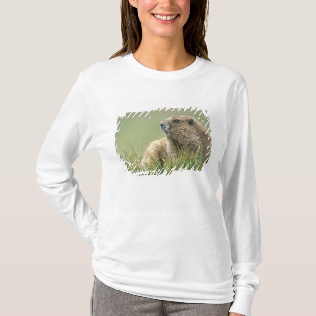 Camiseta EE.UU., Washington, NP olímpico, marmota olímpica (Anverso)