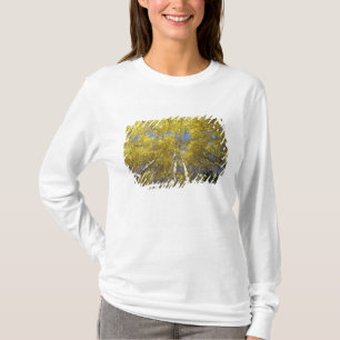 Camiseta EE. UU., Washington, Stevens Pass Aspen de colores