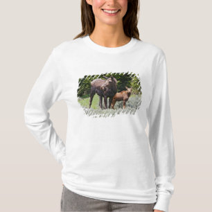 Camiseta EE. UU., Wyoming, montañas Bighorn, alce Alces