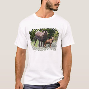 Camiseta EE. UU., Wyoming, montañas Bighorn, alce Alces