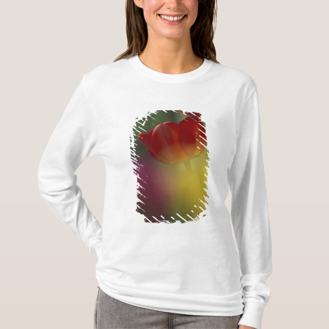 Camiseta EEUU, Utah, Cache Valley Tulips en un jardín (Anverso)
