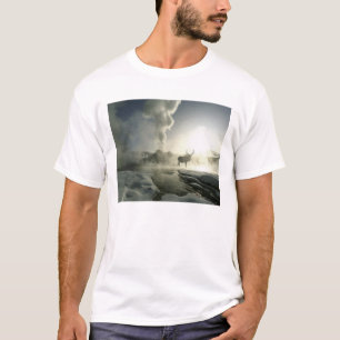 Camiseta EEUU, Wyoming, Parque Nacional Yellowstone. Sunris