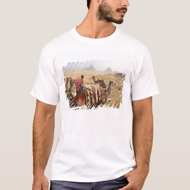 Camiseta Egipto, El Cairo. Camellos descansando (Anverso)