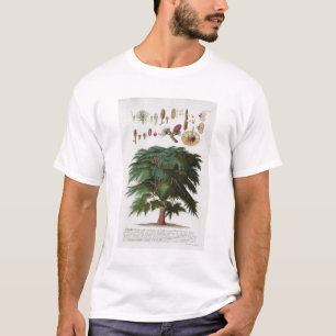 Camiseta El cedro, grabado por Juan Jacobo Haid (1704-67)