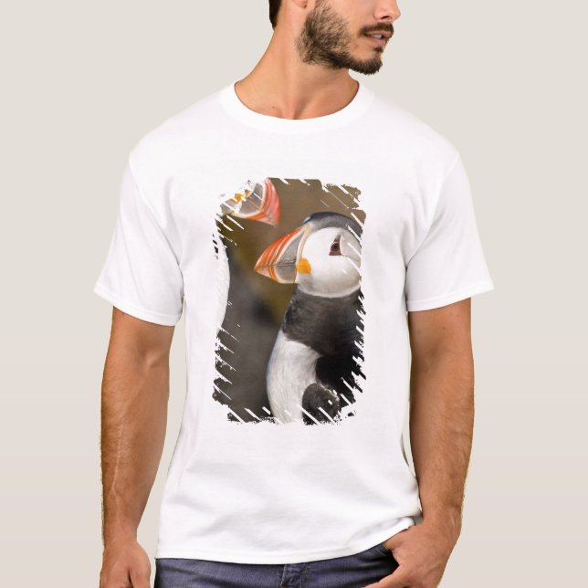 Camiseta El frailecillo atlántico (Anverso)