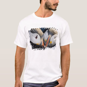 Camiseta El frailecillo atlántico, un ave marina pelágica