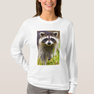 Camiseta El mapache, Procyon lotor