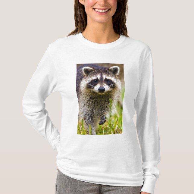 Camiseta El mapache, Procyon lotor (Anverso)