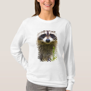 Camiseta El mapache, Procyon lotor