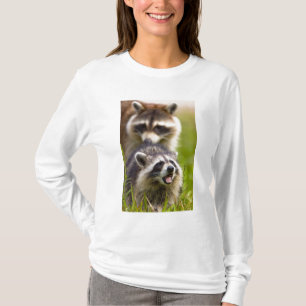 Camiseta El mapache, Procyon lotor, es un mamífero ampliame