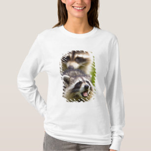 Camiseta El mapache, Procyon lotor, es un mamífero ampliame