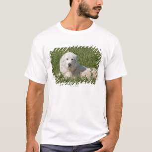 Camiseta El perro pastor de Maremma en pasto actúa como