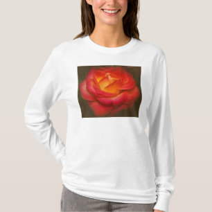 Camiseta El Rosa flamenco en el pergamino