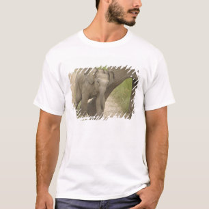 Camiseta Elefante indio / asiático y cría, Corbett 2