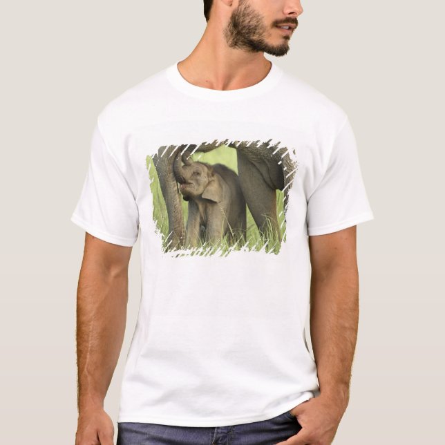 Camiseta Elefante indio/asiático y joven Corbett 2 (Anverso)