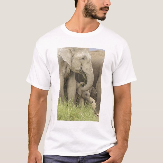 Camiseta Elefante indio/asiático y joven Corbett 3 (Anverso)