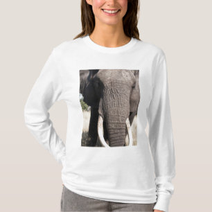 Camiseta Elefante (Loxodonta africana), Abu Camp 3