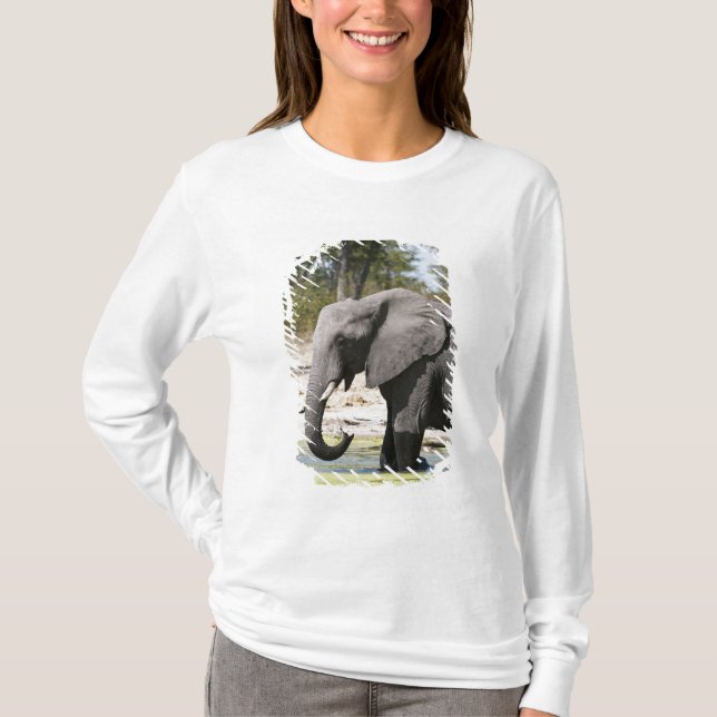 Camiseta Elefante (Loxodonta africana), canal de Savute (Anverso)
