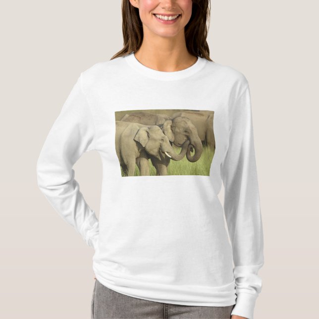 Camiseta Elefantes asiáticos indios (Anverso)