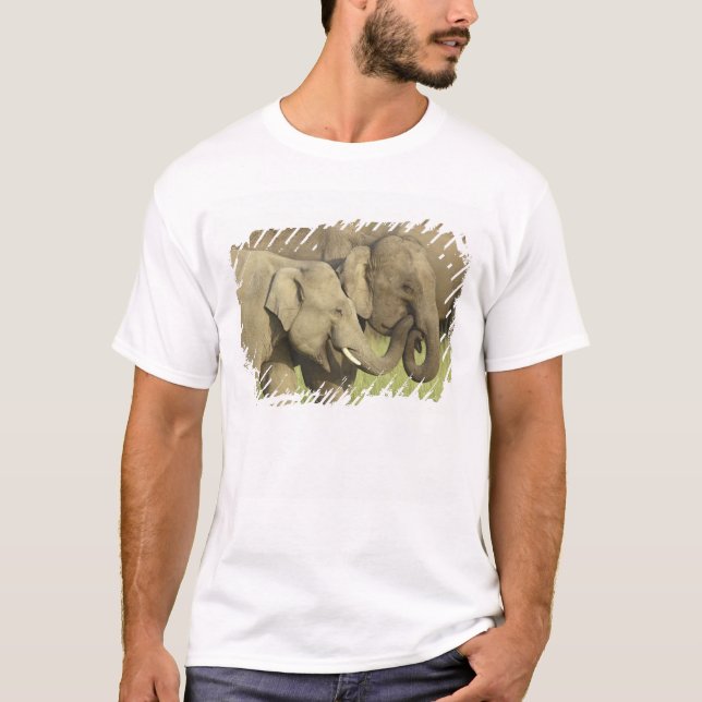Camiseta Elefantes asiáticos indios (Anverso)