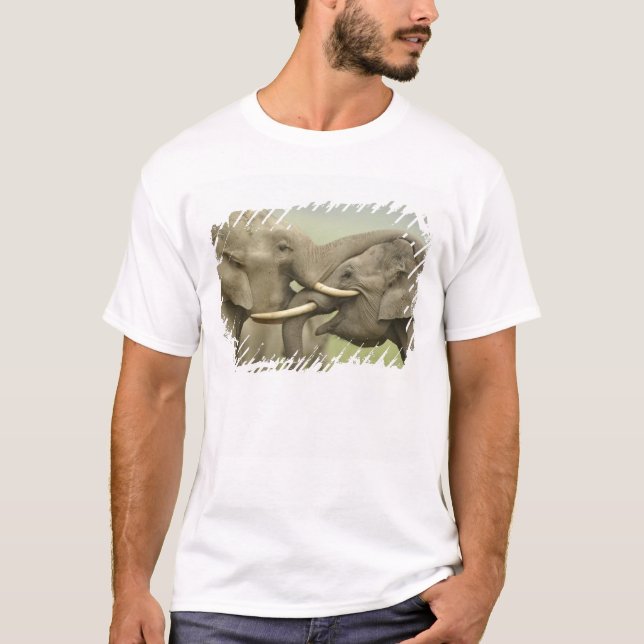 Camiseta Elefantes asiáticos indios jugando a luchar (Anverso)