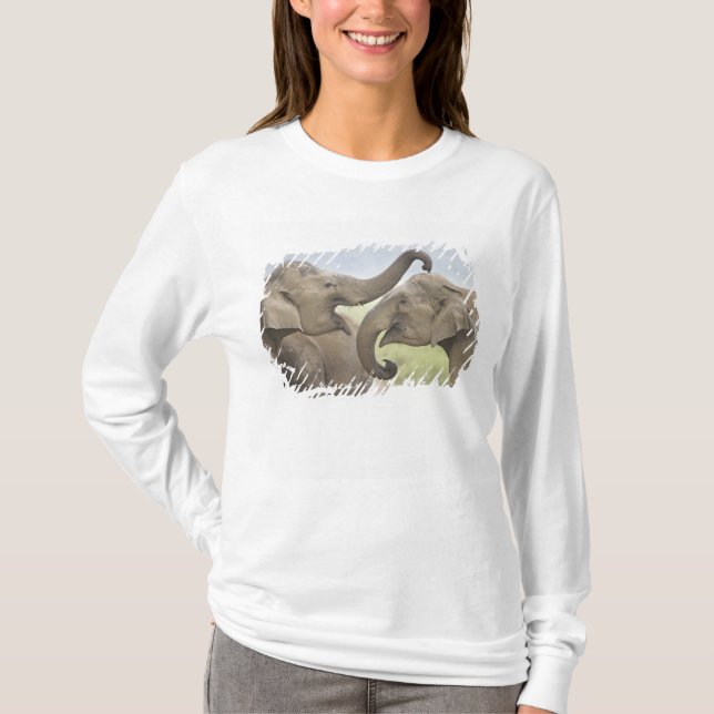 Camiseta Elefantes asiáticos indios jugando a pelear (Anverso)