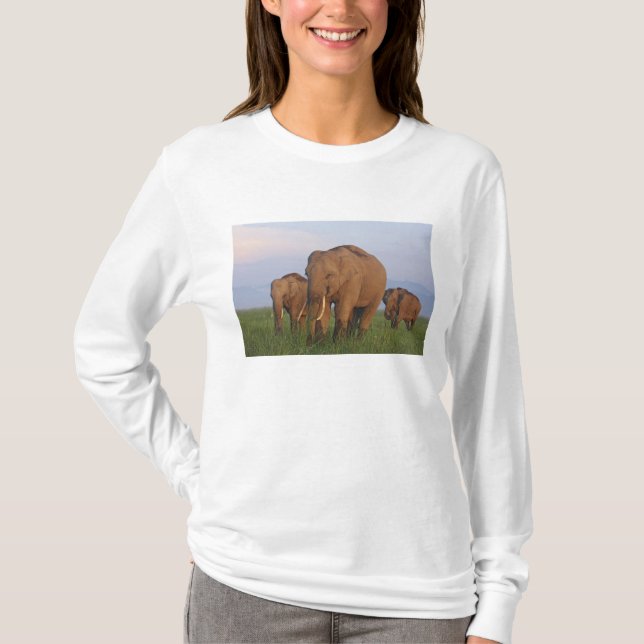 Camiseta Elefantes indios en la pradera (Anverso)