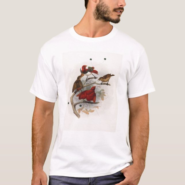 Camiseta Elliot - Cicinnurus regios - rey ave del paraíso (Anverso)