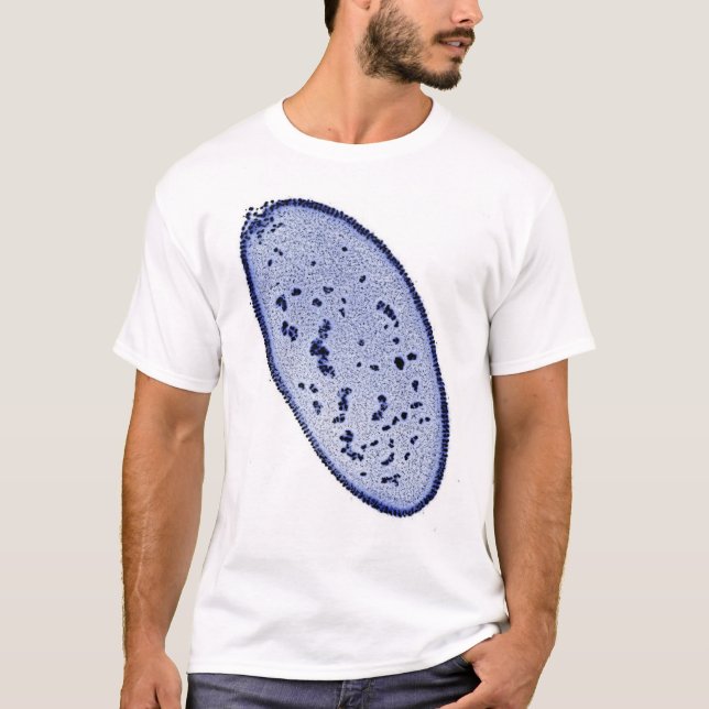 Camiseta embrión de la Drosophila - mancha de la DNA (Anverso)