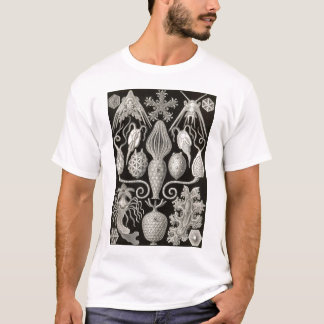 Camiseta Ernst Haeckel - Amphoridea