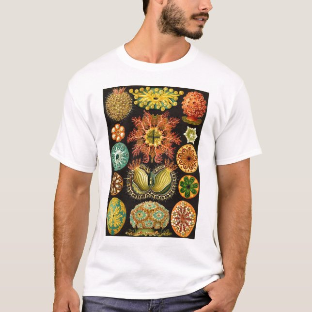 Camiseta Ernst Haeckel - Ascidiae (Anverso)